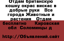 Отдам британскую кошку окрас вискас в добрые руки - Все города Животные и растения » Отдам бесплатно   . Кировская обл.,Соломинцы д.